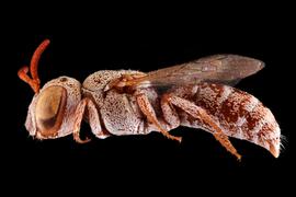   Eudioxys schwartzi  female lateral habitus, photo: L. Graham 
